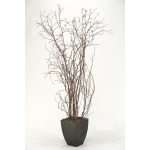 Birch Branches in Square Metal Planter