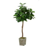 6' Fiddle Leaf Fig Tree in Weathered Wood Box Planter