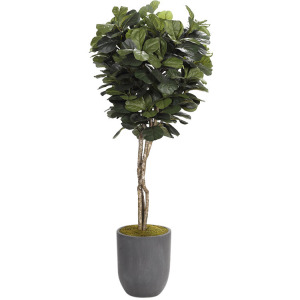 7&prime; Fiddle Leaf Fig Tree in Medium Campbell Planter