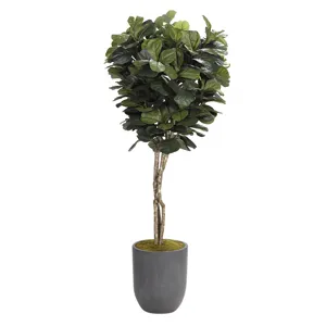 7&prime; Fiddle Leaf Fig Tree in Medium Campbell Planter