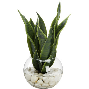 Snake Plant in Small Bubble Bowl