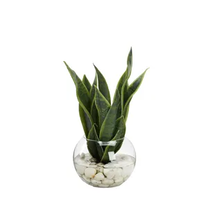 Snake Plant in Small Bubble Bowl