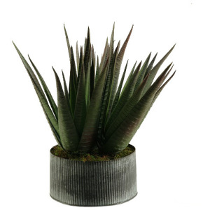 Agave Plant in Round Tin Planter