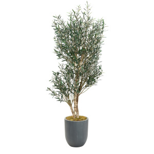 8&prime; Olive Tree in Campbell Planter