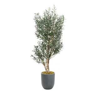 8&prime; Olive Tree in Campbell Planter