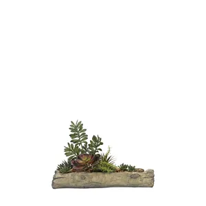Assorted Succulents on Cement Log