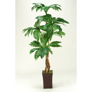 Birdnest Palm Tree in Tall Square Planter