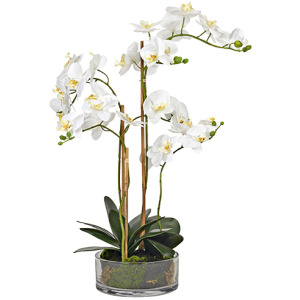 25'' White Orchids In Glass Vs