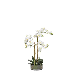 White Orchids in Low Glass Vase
