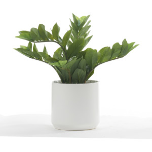 Zamiifolia in White Kendall Pot