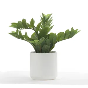 Zamiifolia in White Kendall Pot
