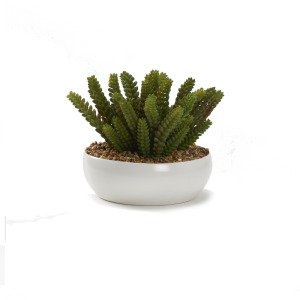 Donkey Tail Succulents In Small White Low Bowl