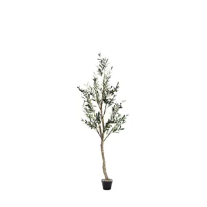 Olive Tree 6.5′