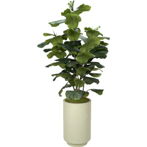 7' FIDDLE LEAF RAINEY PLNTR