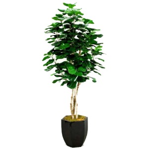 8' Fiddle Leaf Fig Tree in Hexagon Metal Planter