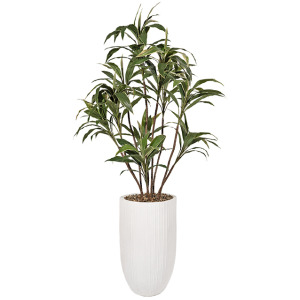 Cordyline in Nell Vase 8&prime;