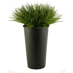 Wild Grass in Large Black Cheer Planter