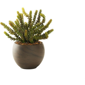 Donkey Tail in Round Brown Marble Planter