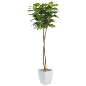 6&prime; Fiddle Leaf Fig Tree in Small White Cardinal Planter
