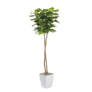 6&prime; Fiddle Leaf Fig Tree in Small White Cardinal Planter