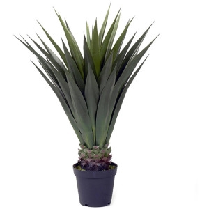 Jumbo Agave Plant