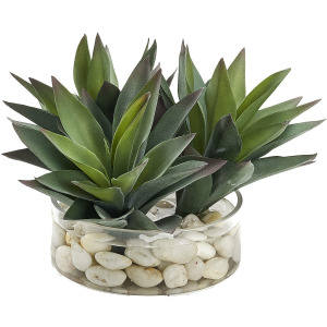 Aloe Plants in Glass Bowl