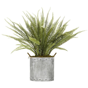 Boston Fern in Round Metal Planter