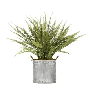 Boston Fern in Round Metal Planter