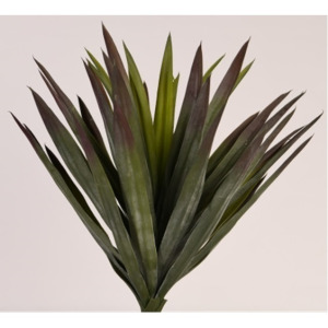 Agave Plant