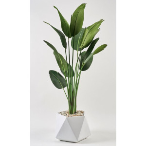 6&prime; Traveler Palm in White Geometric Resin Planter