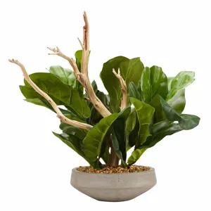 Fiddle Leaf Fig Branches With Ghostwood Branch In Contemporary Cement Bowl