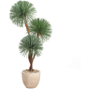 Yucca Rostrata in Grove Planter 7&prime;