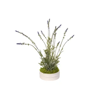 Lavender in Small Dollop Planter