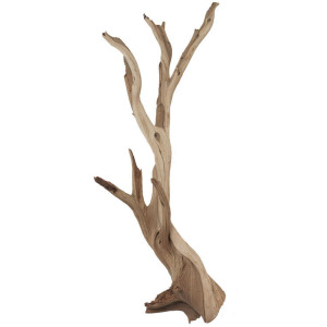 Large Ghostwood Branches