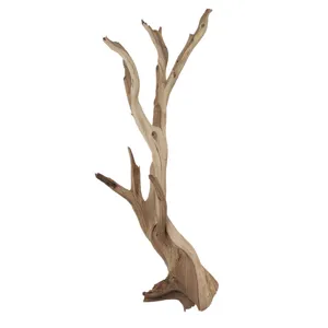 Large Ghostwood Branches