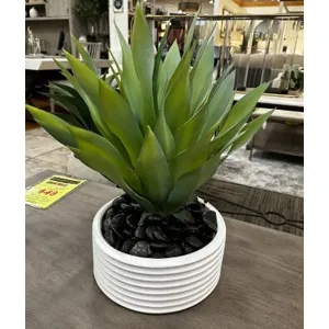 Succulent Plant in Round Marble Ceramic Pot