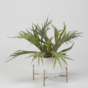 Staghorn Fern in White Glass Bowl w/Stand