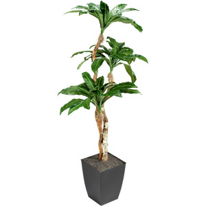 7' Birdnest Palm Black Planter