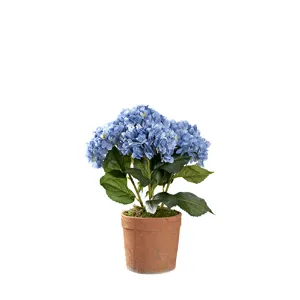 Blue Hydrangeas in Trove Planter
