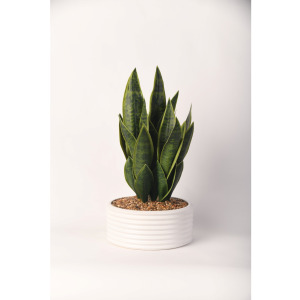 Sansevieria in Armonica Bowl