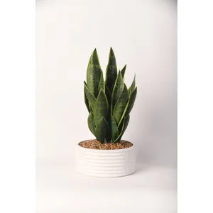 Sansevieria in Armonica Bowl