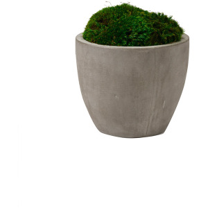 Preserved Mood Moss in Small Cement Planter