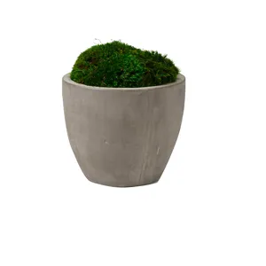 Preserved Mood Moss in Small Cement Planter