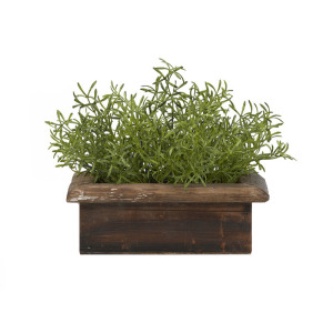 Wild Asparagus in Rectangle Wooden Planter