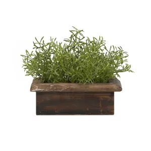 Wild Asparagus in Rectangle Wooden Planter