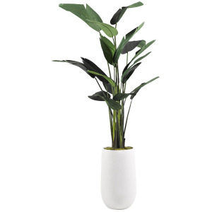 9&prime; Traveller Palm Tree in Tall Round White Resin