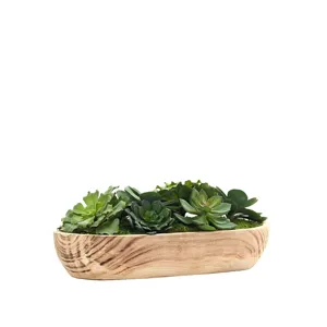 Mixed Echeverias in Ambrose Oval Bowl