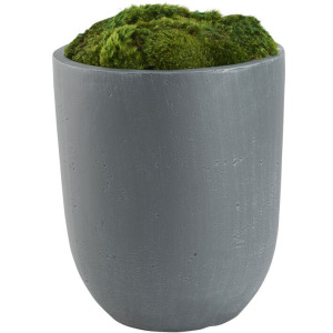 Preserved Mood Moss in Small Campbell Planter