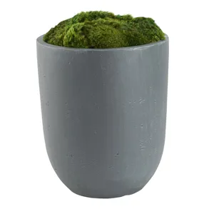 Preserved Mood Moss in Small Campbell Planter