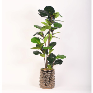 4' FIDDLE LEAF FIG GLD PLNTR